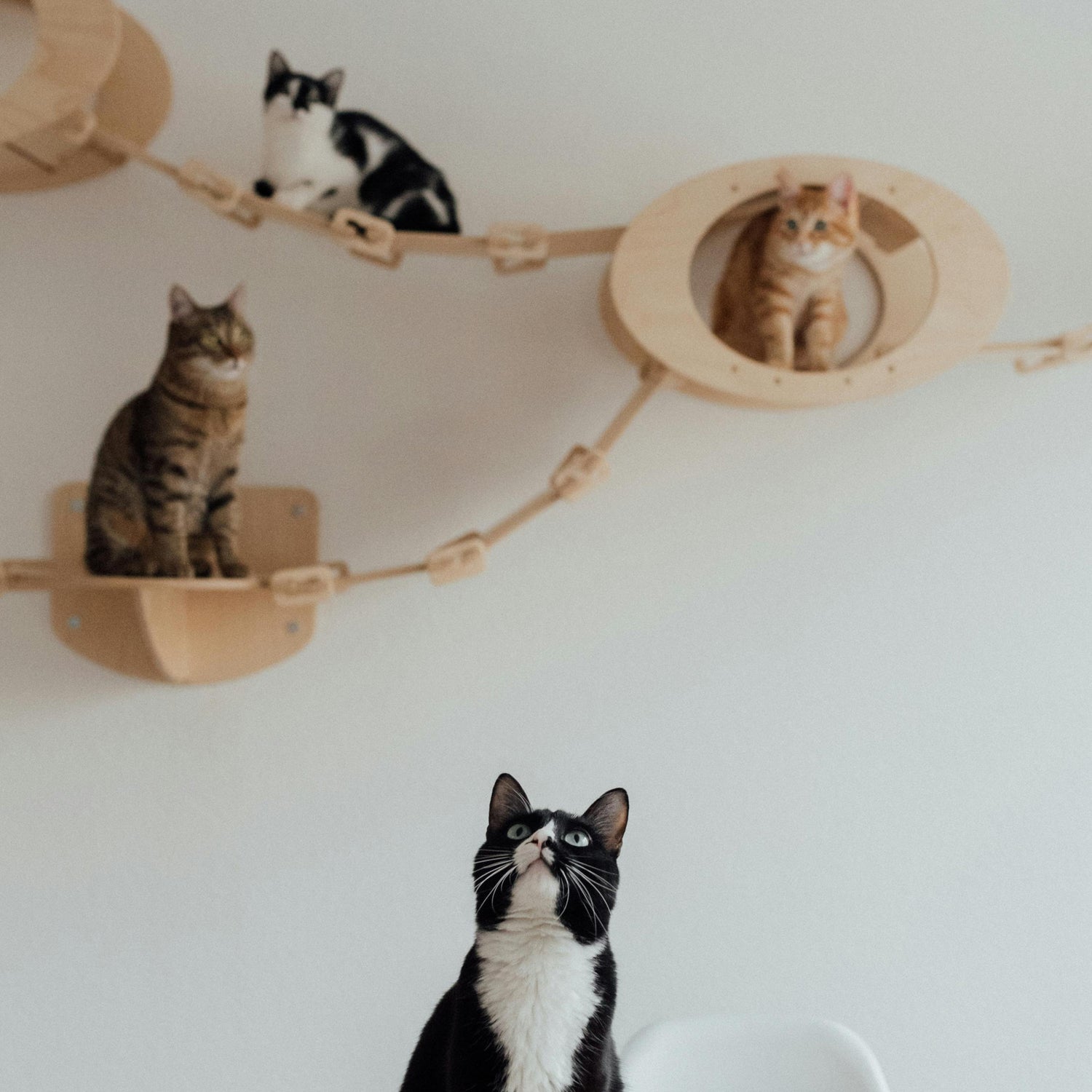 MULTI-CAT ESSENTIALS