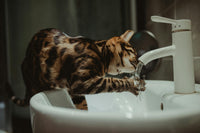 Hydration