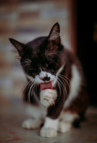 Grooming