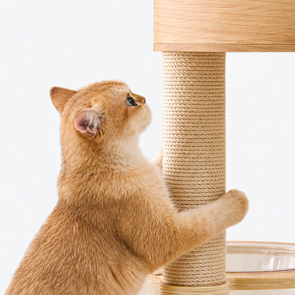 Multi-Level Cat Tree with Scratching Posts & Hammock