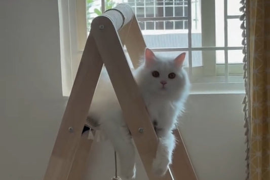 Cat Climbing Frame – Scratch, Climb & Relax