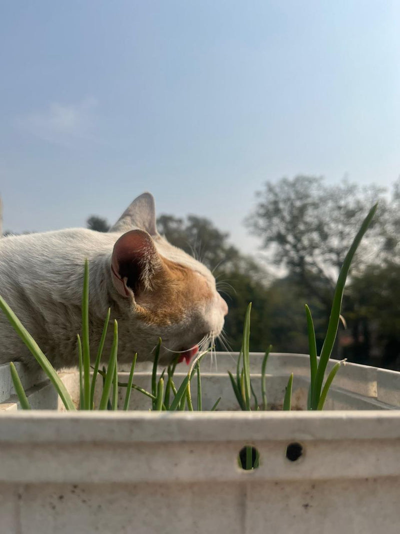 Cat-Focused