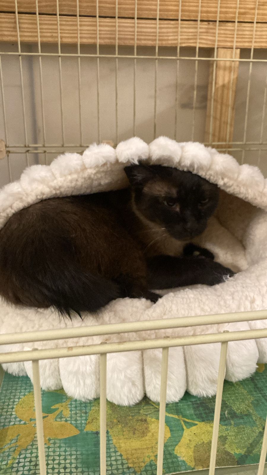 Ultra-Soft Calming Pet Bed| Warm Anti-Anxiety Nest Bed for Cats(Anti-Slip Base)